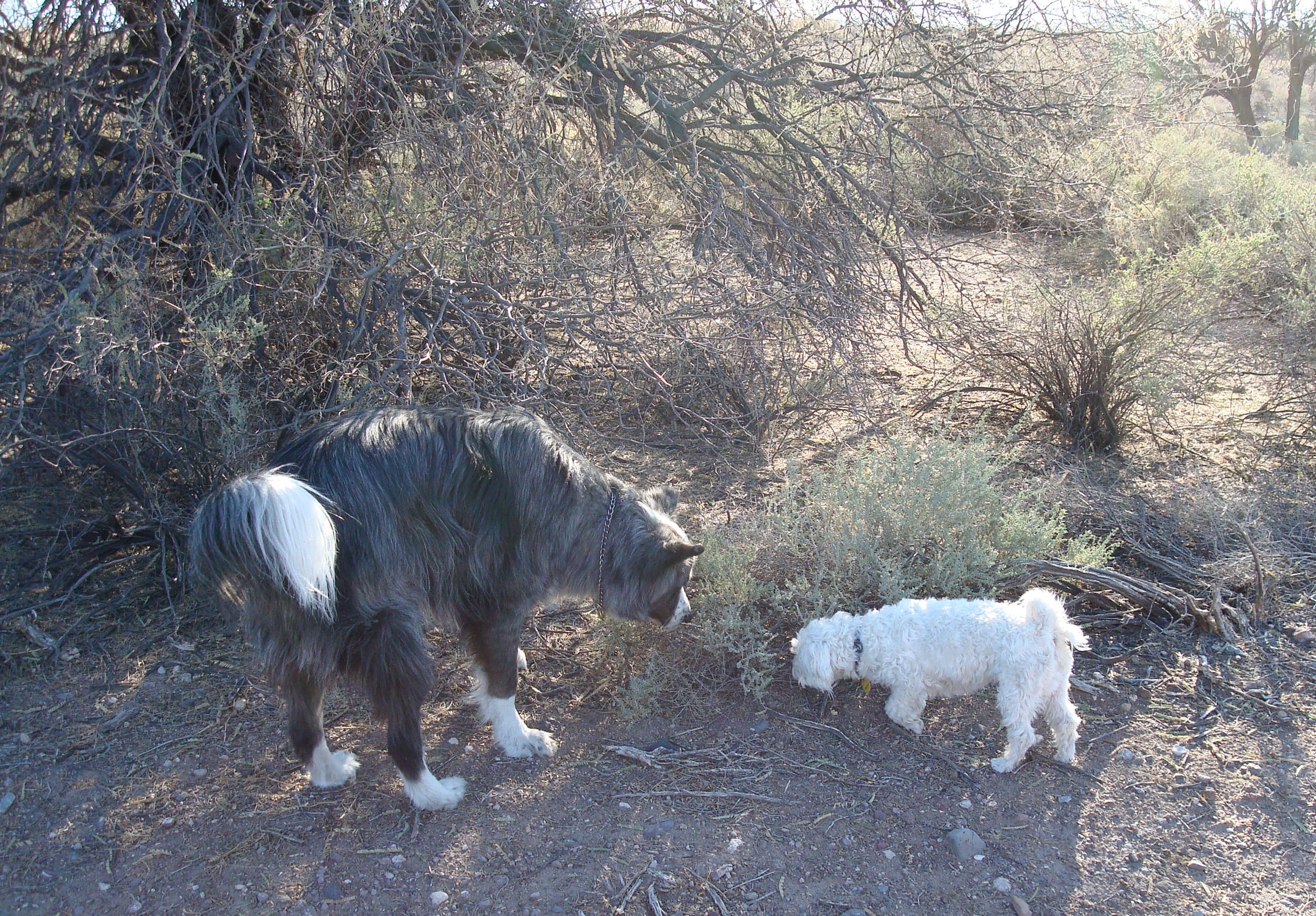 Harley&Dino-inEden20091219c