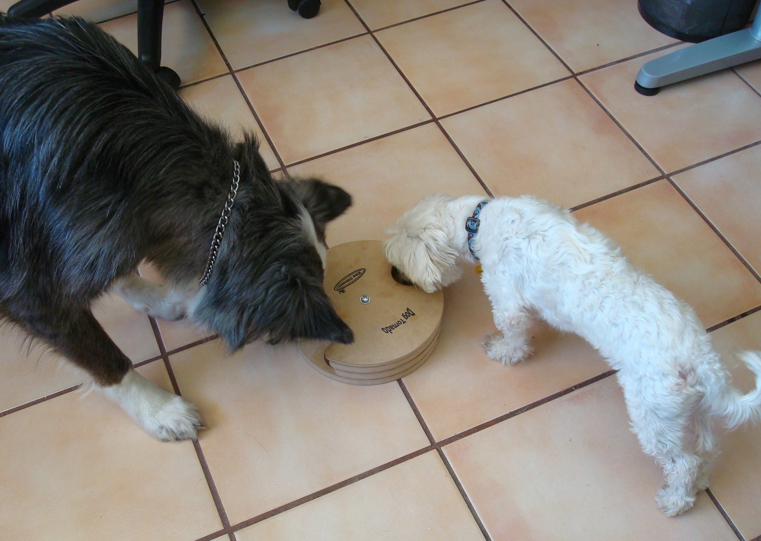 dogpuzzle-dinoharley20090703b