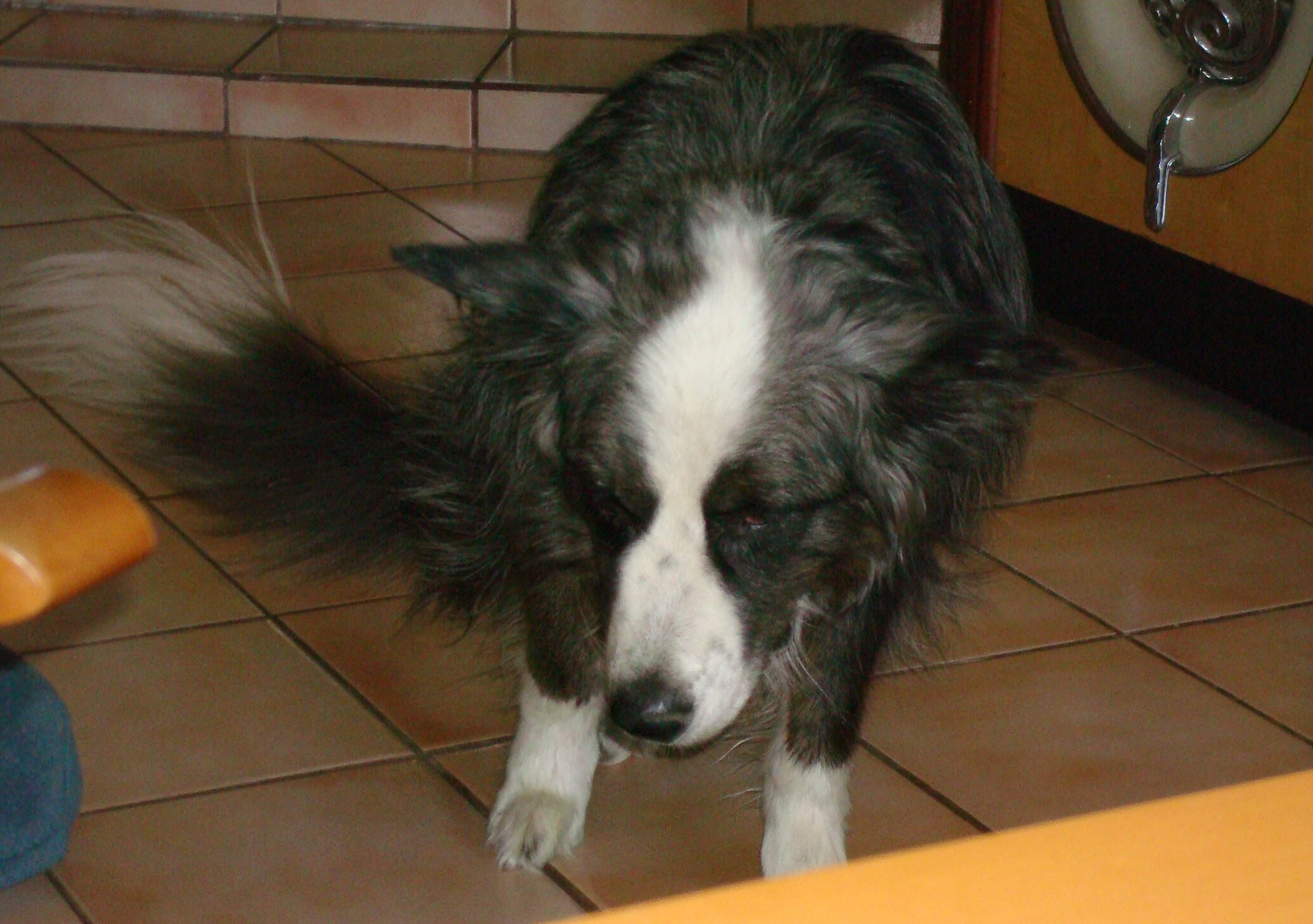 dino-july2011