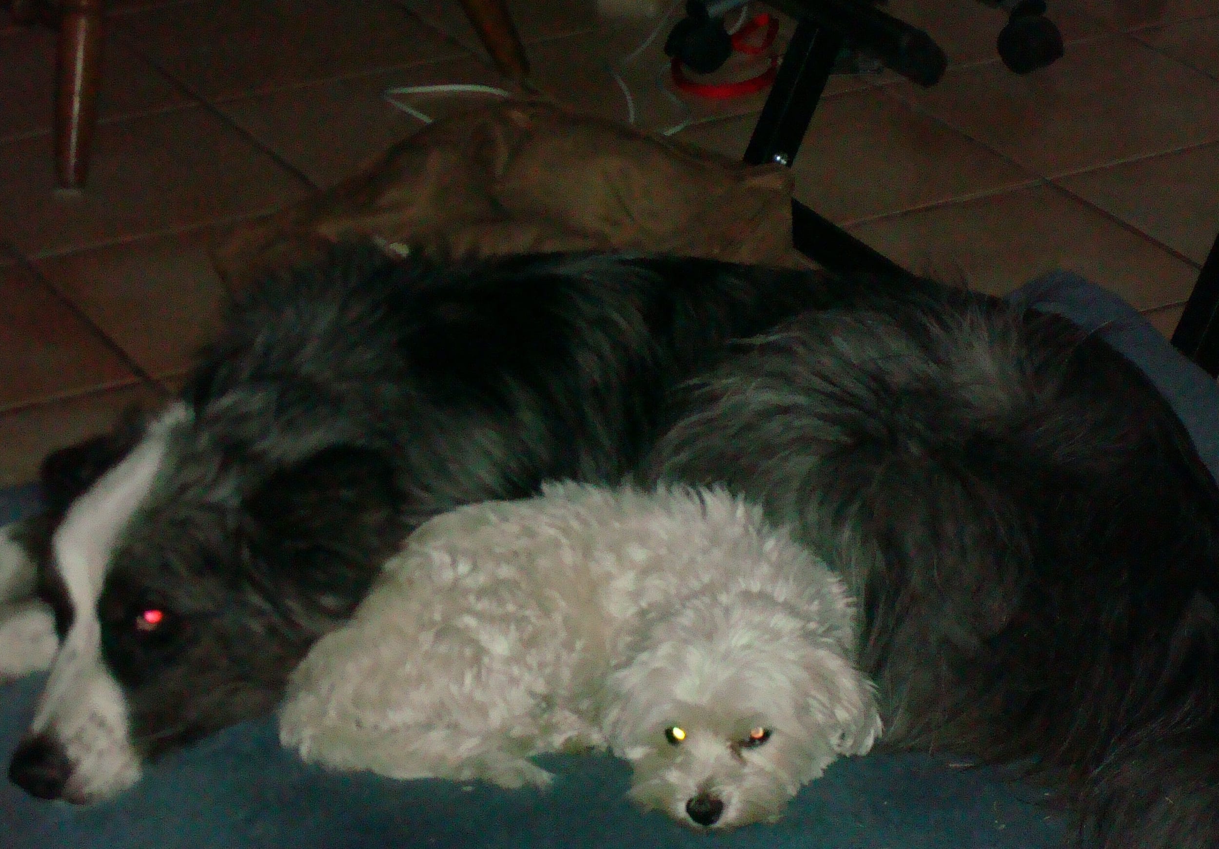 dino&harley-may2011a