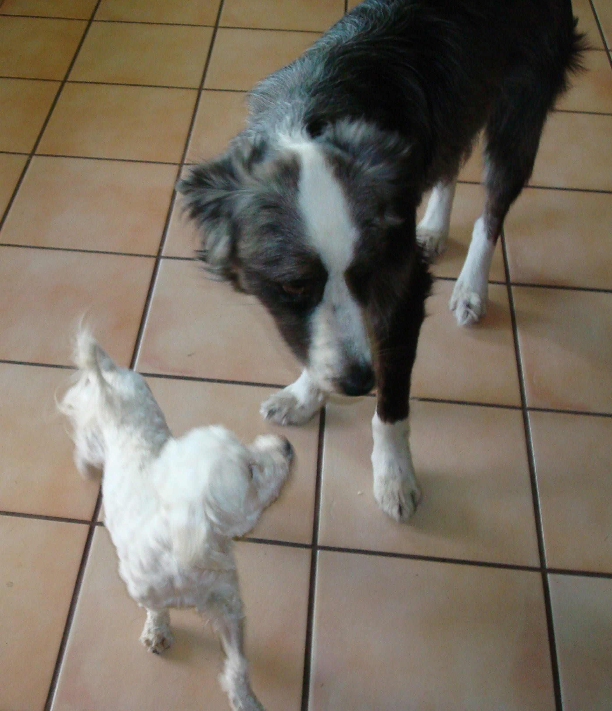 dino&harley20090609a