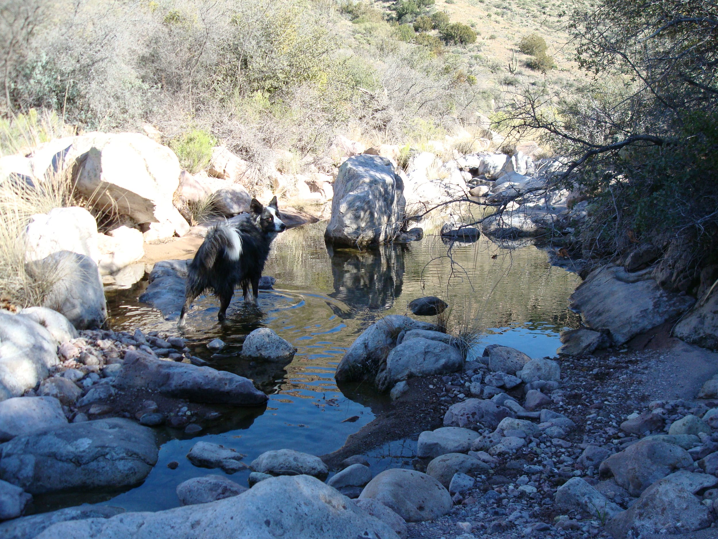 DinoByaCreek-jan2011b