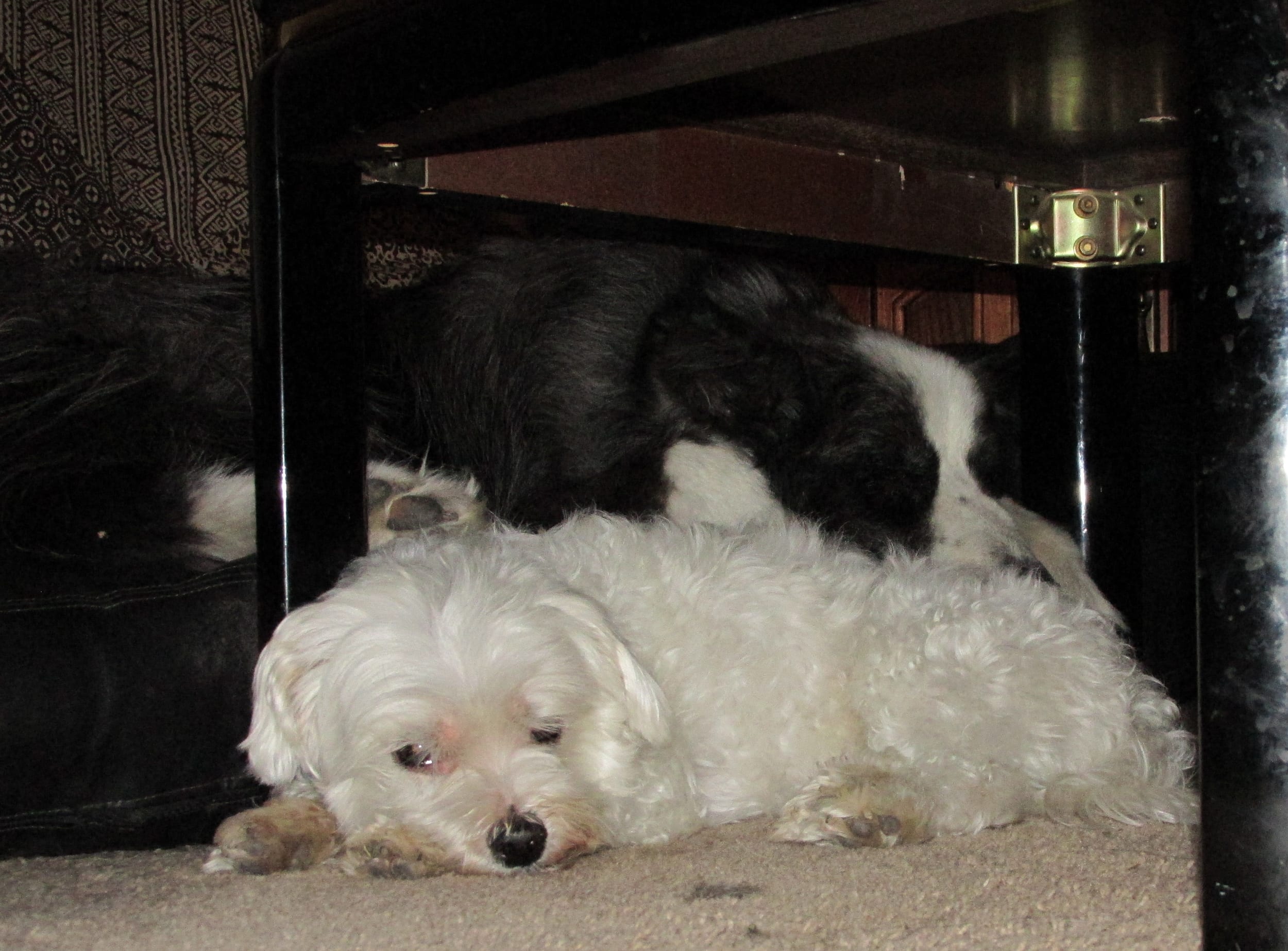 dino&harley-sleeping-april2015a