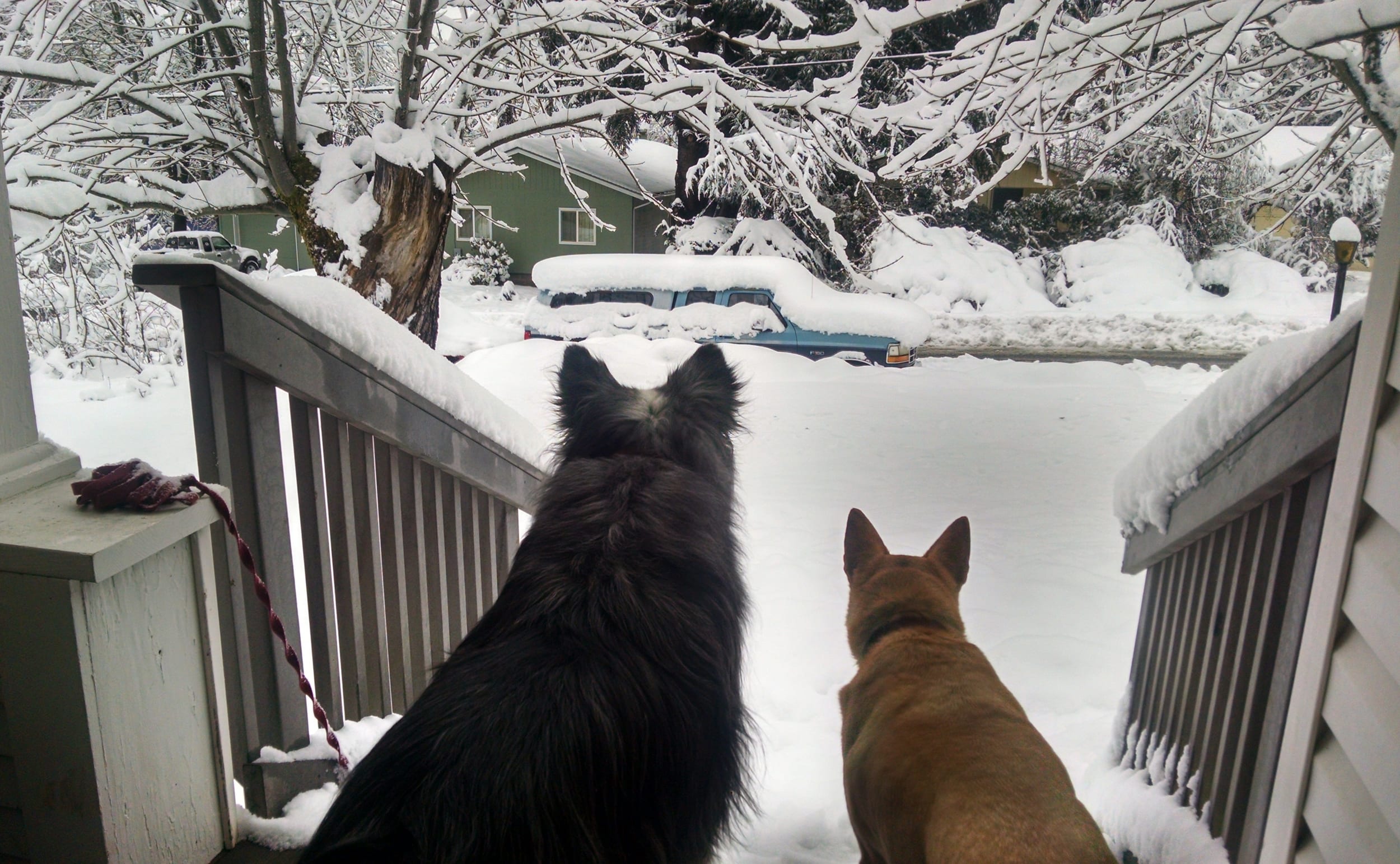 snowstormInEugene-25feb2019-3-dino&bella