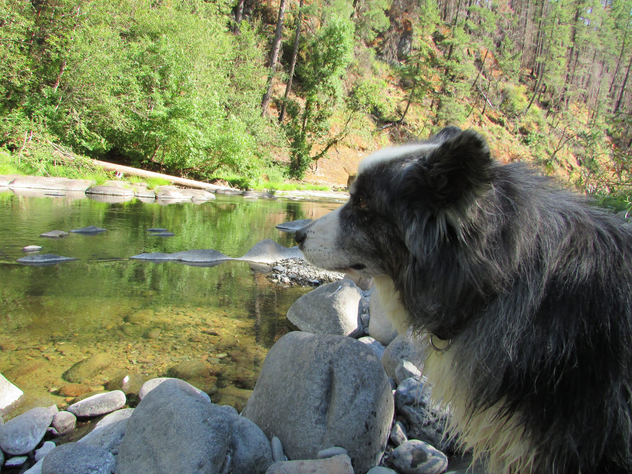 DinoByStream-july2019b