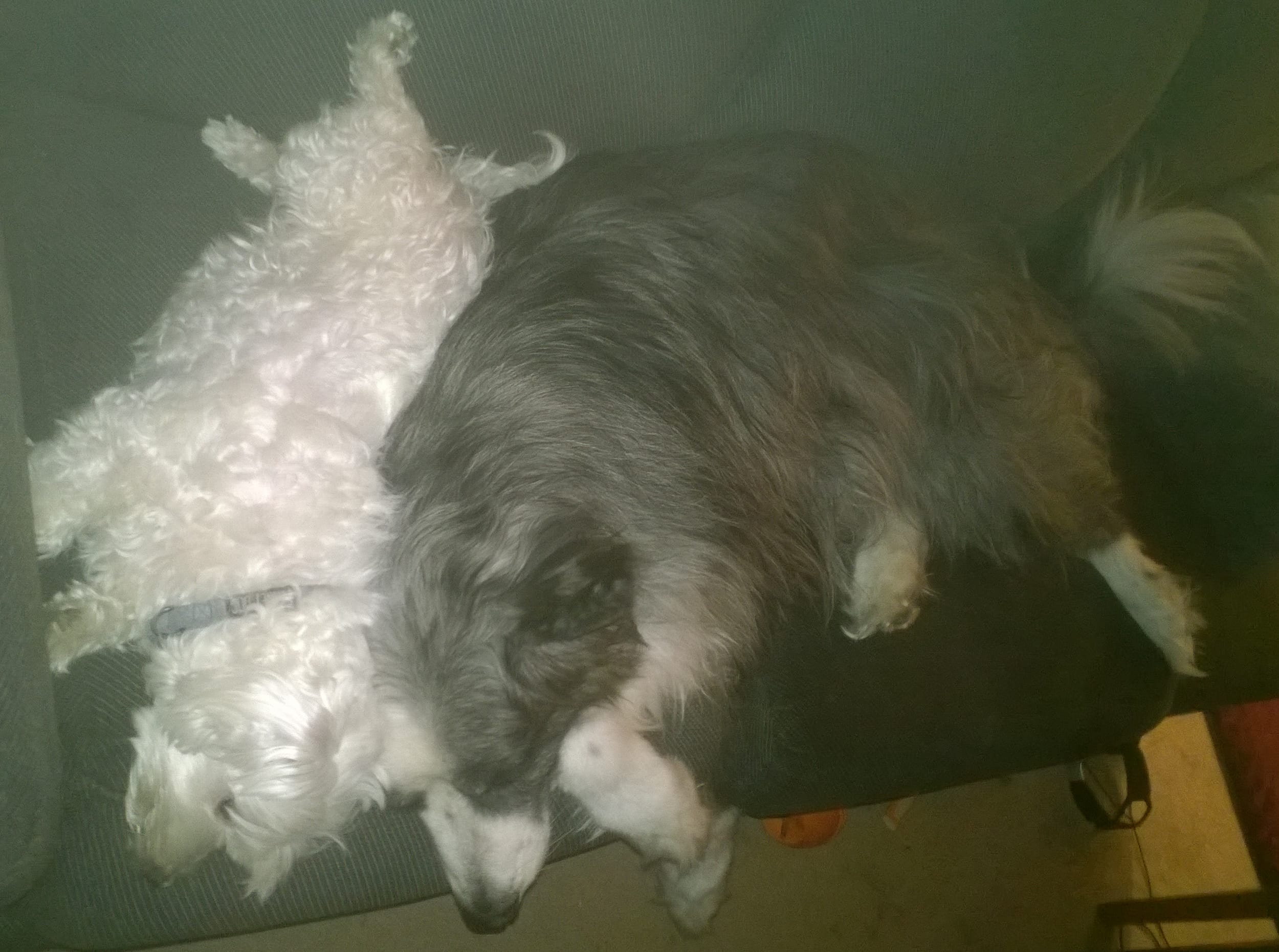 dino&harley-crashedOnTheCouch-aug2016c