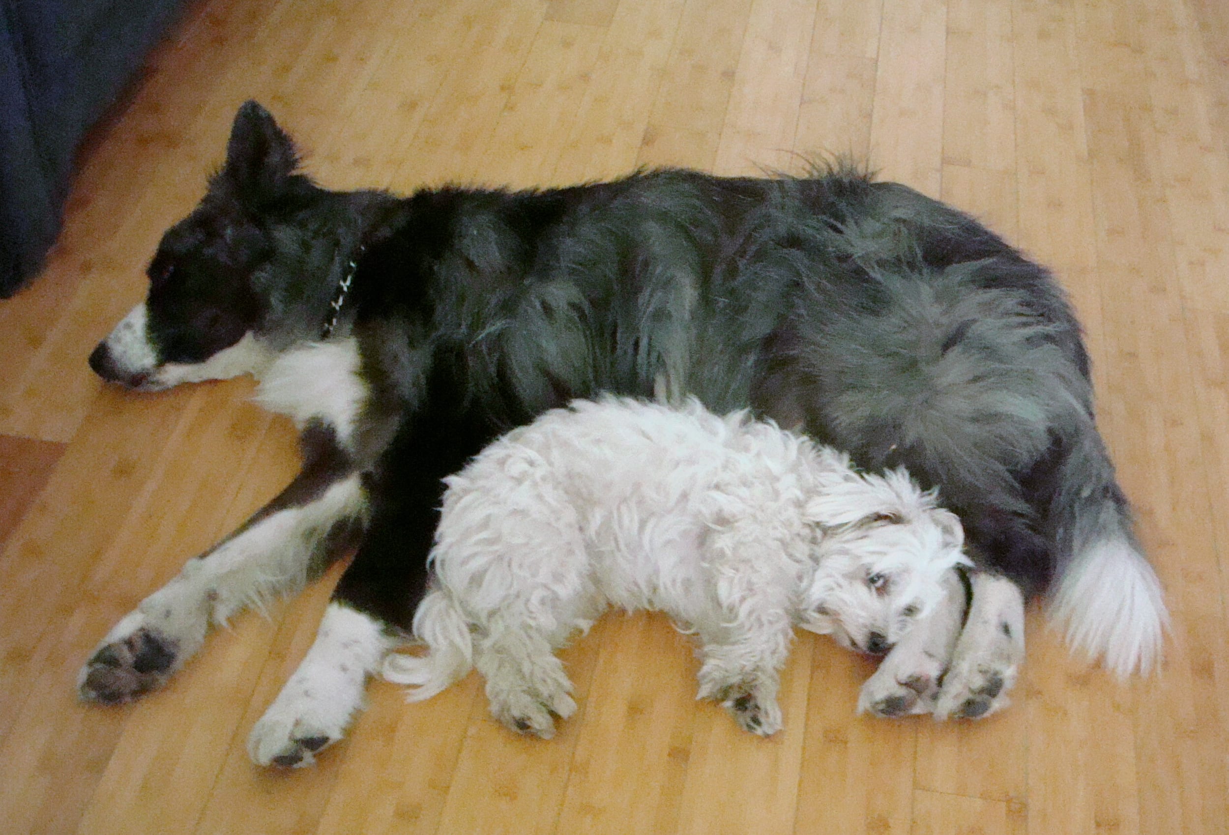dino&harley-dec2011a