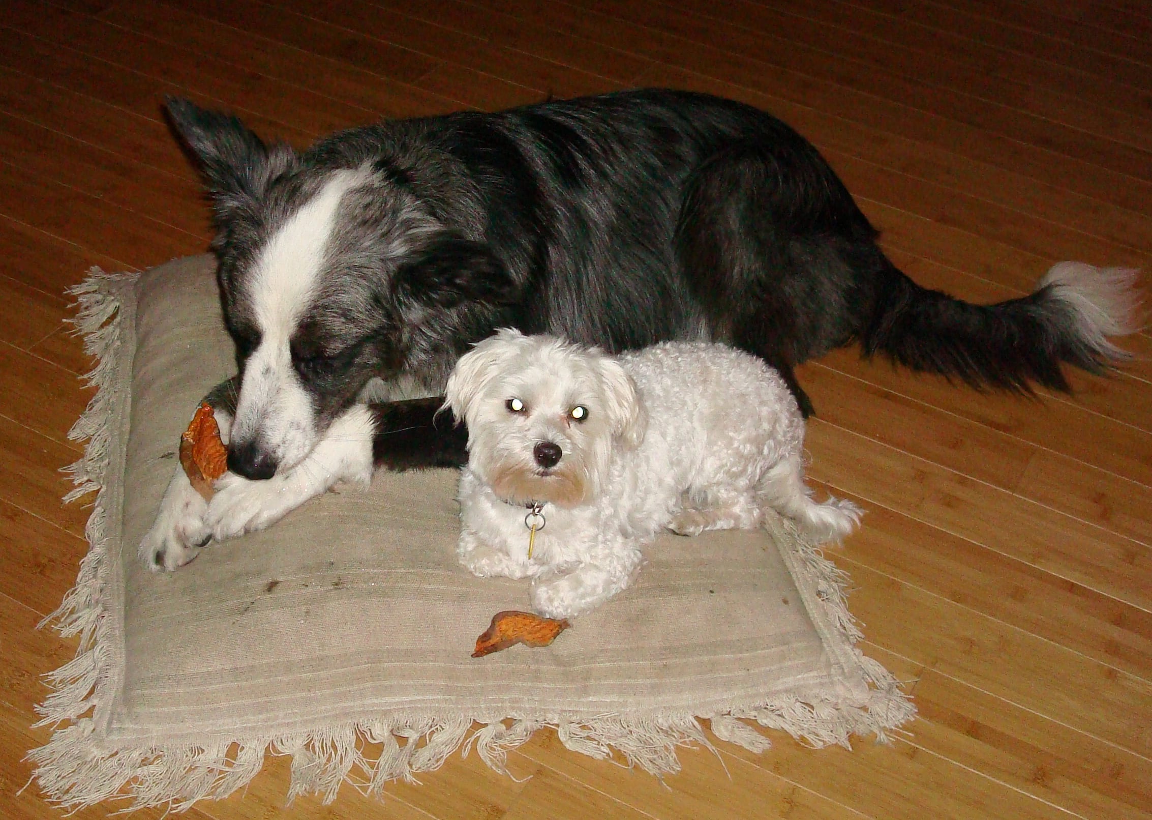 Dino&Harley-withTheirSamsYams20090825