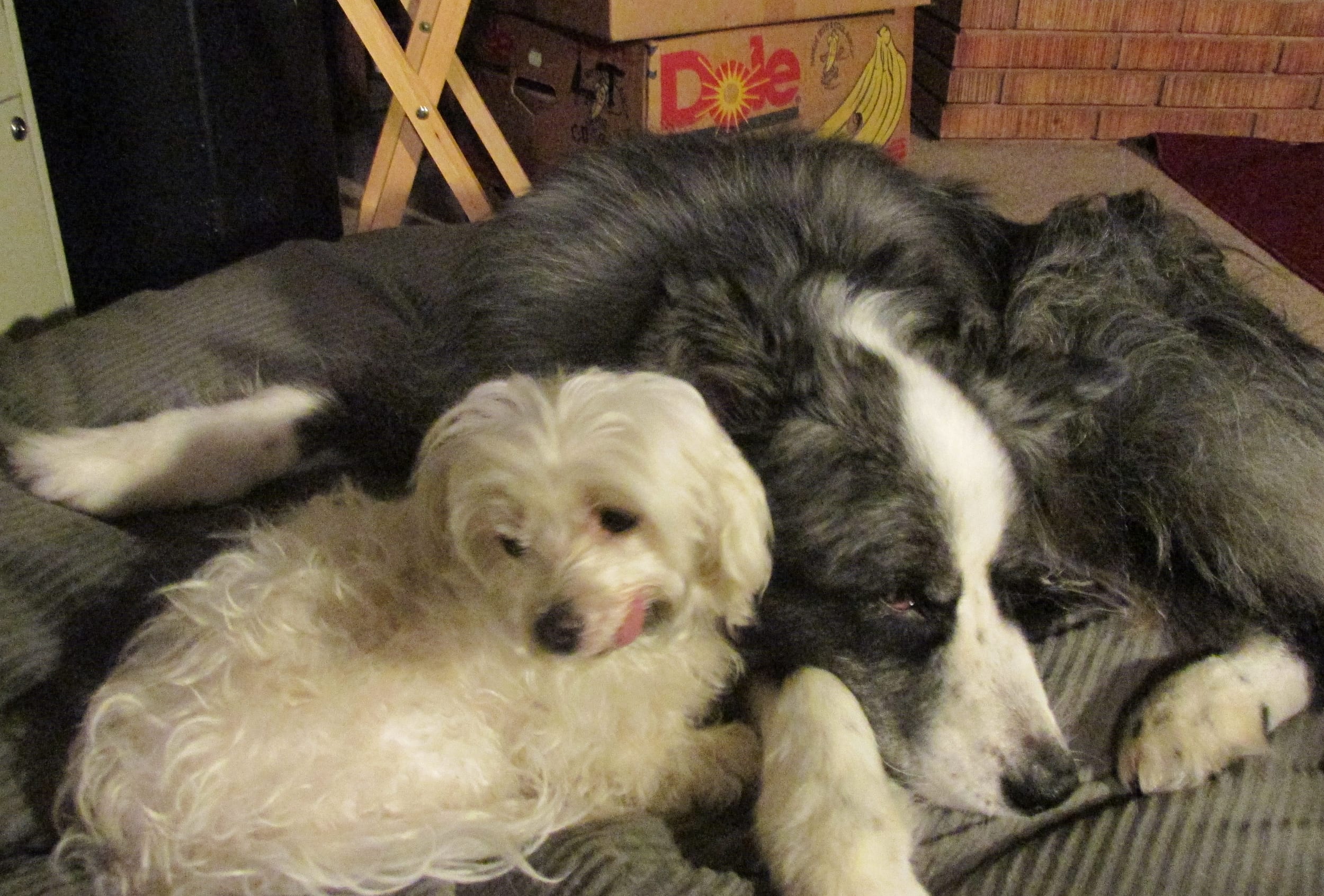 20170118-dino&harley-together05