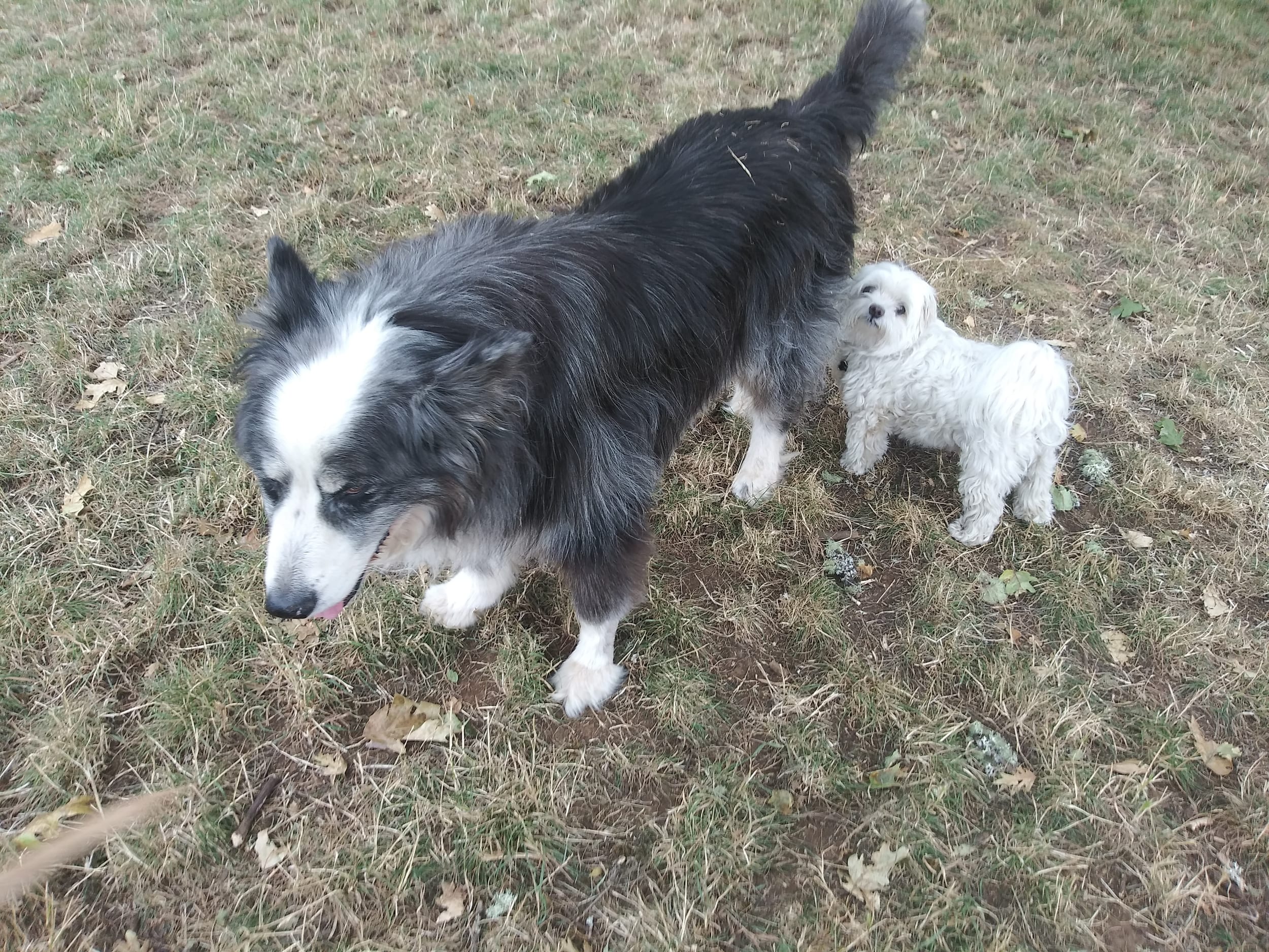 quincy&dino20210708e