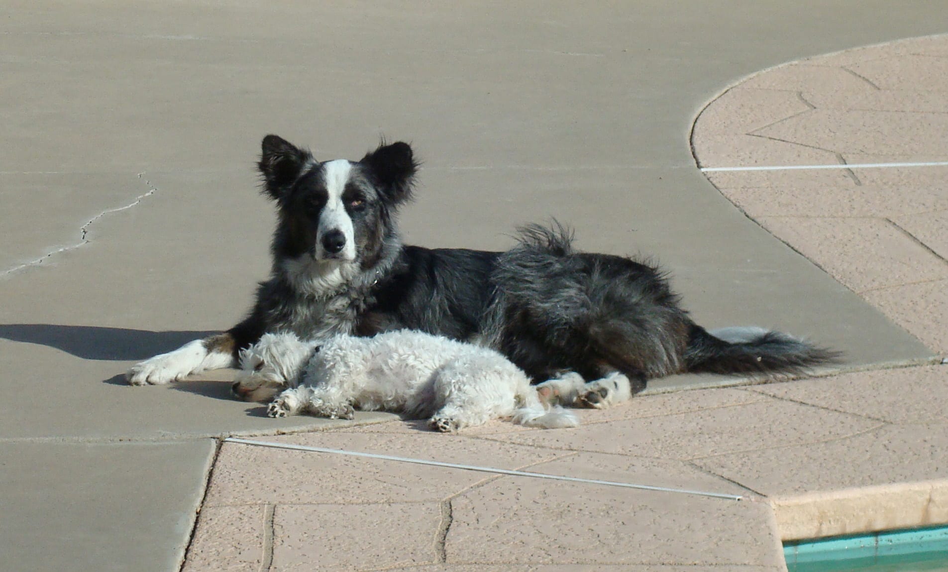 Dino&Harley-bythepool20091114