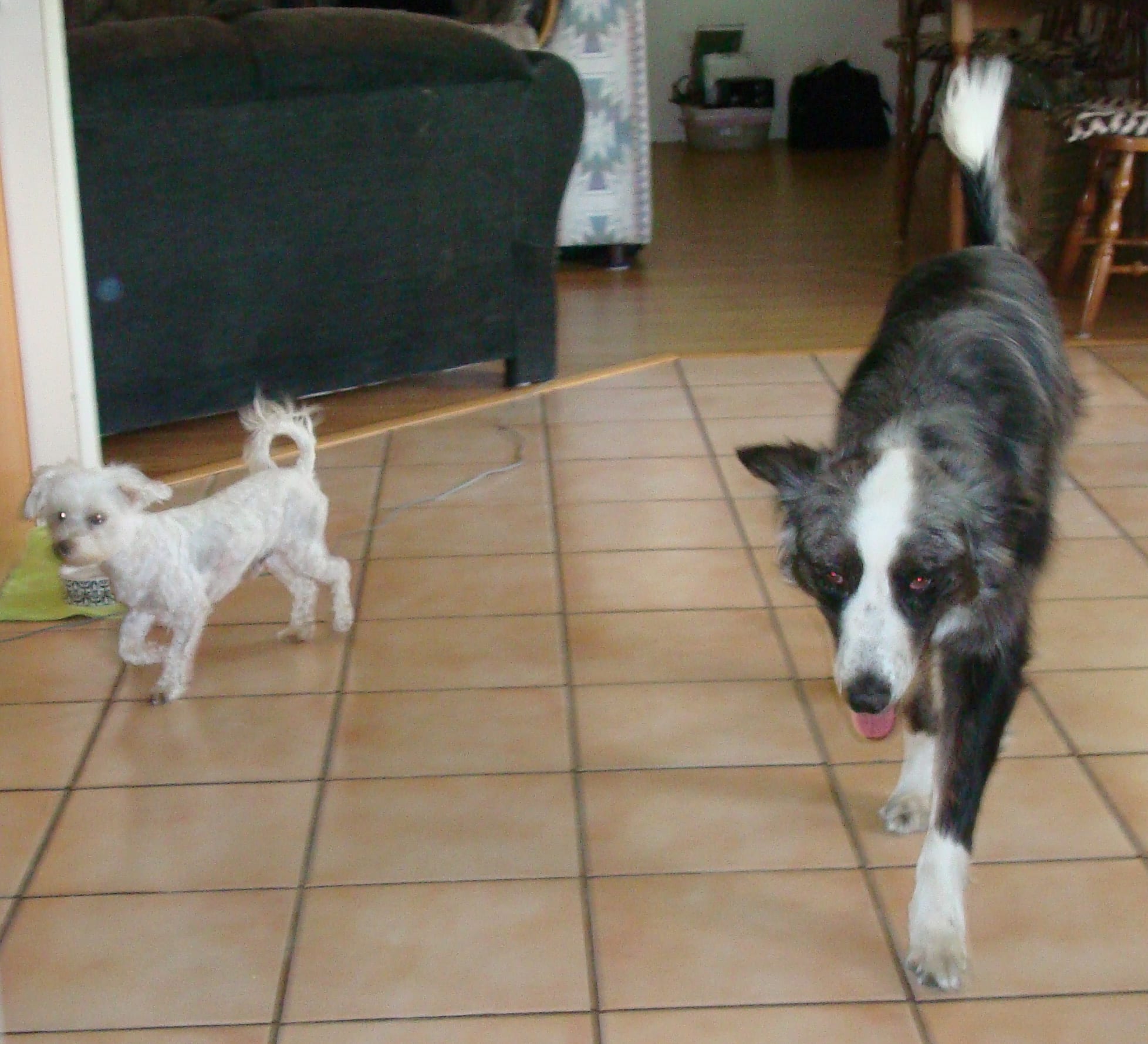 dino&harley20090609c