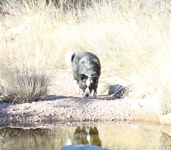 DinoByaCreek-jan2011e-closeup