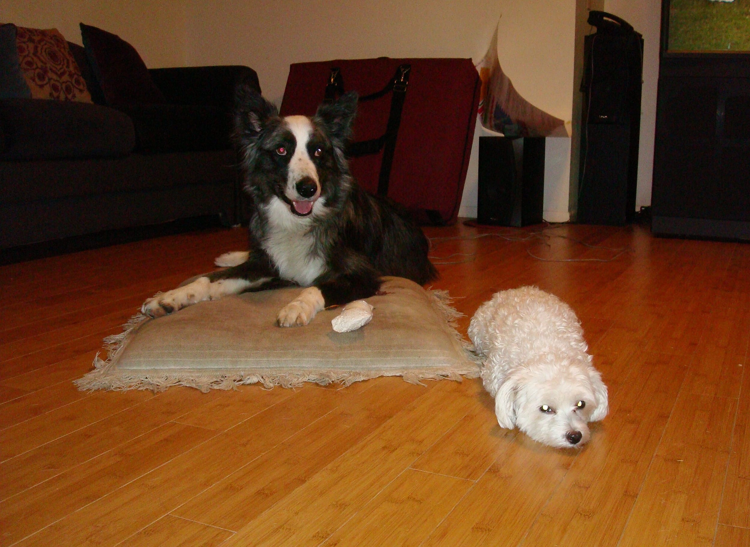 dino&harley-aug2010