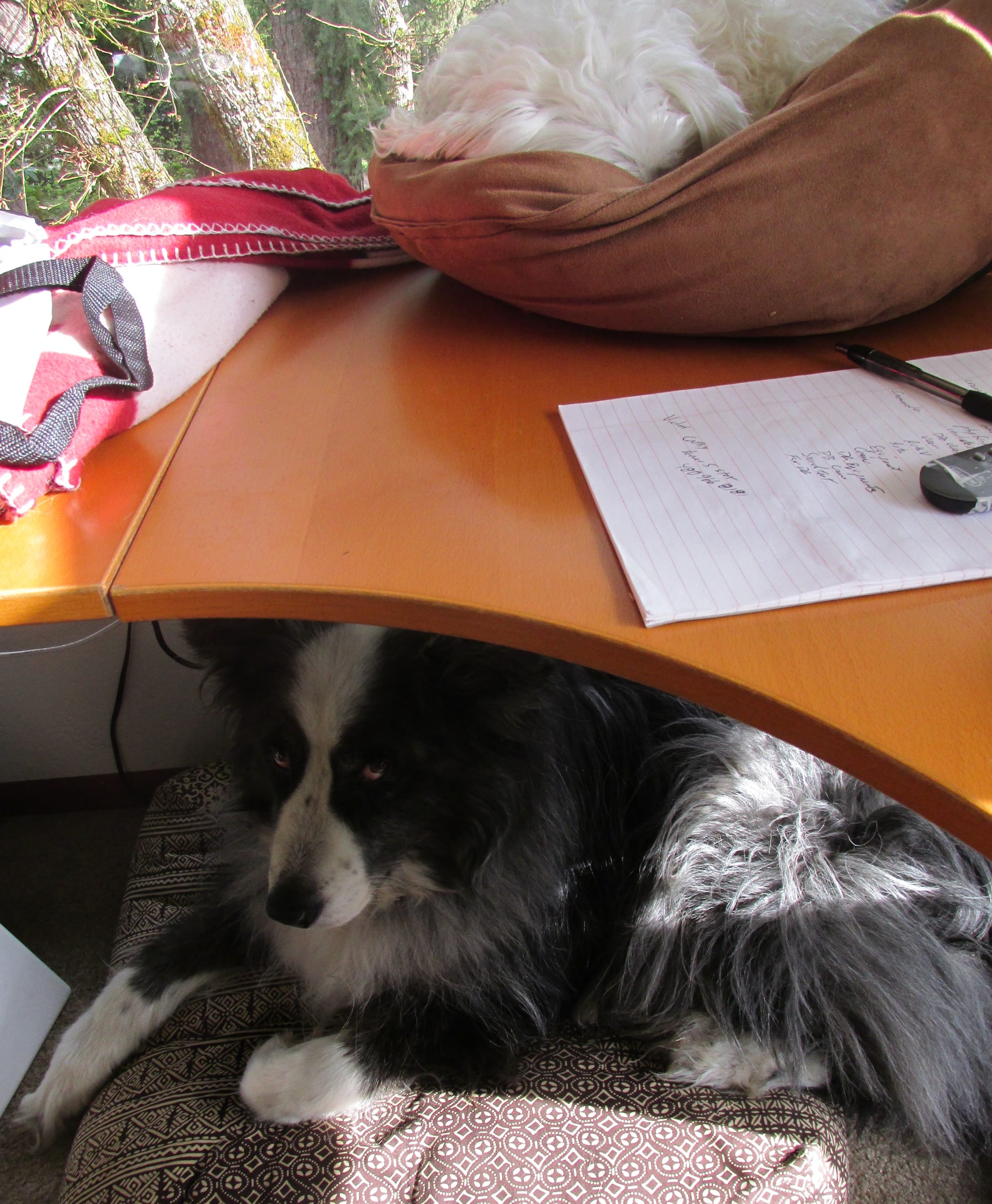 dino-underTheDesk1